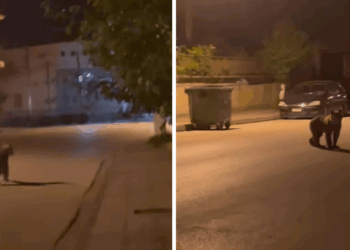 Αρκούδα κόβει βόλτες μέσα στο Τσοτύλι – Δείτε βίντεο