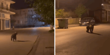 Αρκούδα κόβει βόλτες μέσα στο Τσοτύλι – Δείτε βίντεο