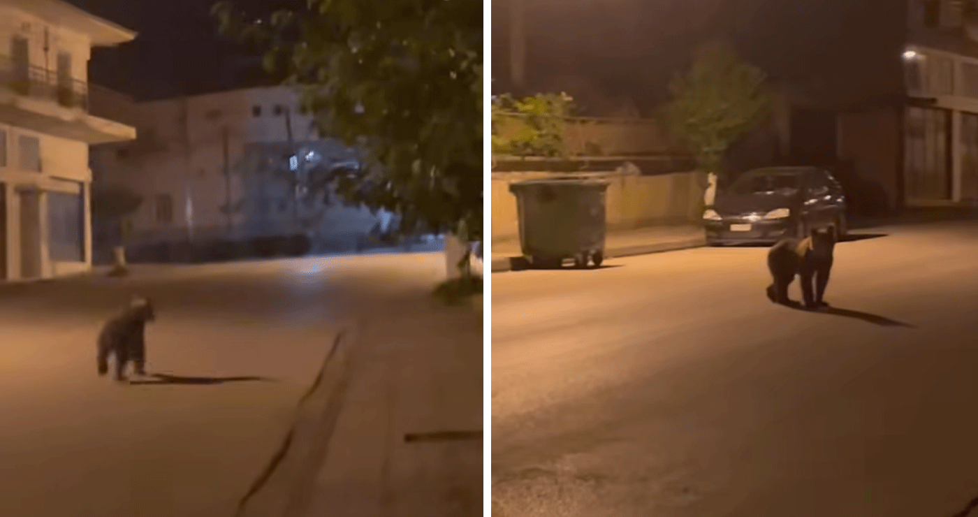 Αρκούδα κόβει βόλτες μέσα στο Τσοτύλι – Δείτε βίντεο