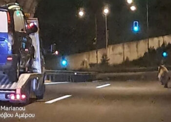 Μέτσοβο: Αρκούδα κάνει βόλτα σε σήραγγα της Εγνατίας