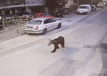 Αρκούδα έκανε την πρωινή της βόλτα στην πόλη των Γρεβενών (Βίντεο)