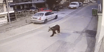 Αρκούδα έκανε την πρωινή της βόλτα στην πόλη των Γρεβενών (Βίντεο)