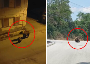 Στο ΥΠΕΝ το φλέγον ζήτημα της αρκούδας στο Φούφα – Το Δασαρχείο ζήτησε την Σύγκληση της Κεντρικής Επιστημονικής Επιτροπής