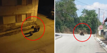 Στο ΥΠΕΝ το φλέγον ζήτημα της αρκούδας στο Φούφα – Το Δασαρχείο ζήτησε την Σύγκληση της Κεντρικής Επιστημονικής Επιτροπής