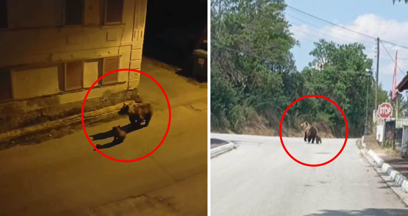 Στο ΥΠΕΝ το φλέγον ζήτημα της αρκούδας στο Φούφα – Το Δασαρχείο ζήτησε την Σύγκληση της Κεντρικής Επιστημονικής Επιτροπής