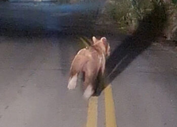 Αρκούδα εμφανίστηκε μπροστά σε πλήρωμα ασθενοφόρου σε χωριό των Γρεβενών