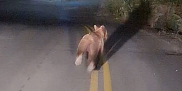 Αρκούδα εμφανίστηκε μπροστά σε πλήρωμα ασθενοφόρου σε χωριό των Γρεβενών