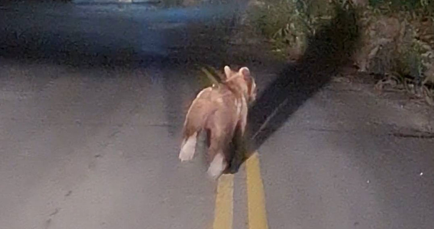 Αρκούδα εμφανίστηκε μπροστά σε πλήρωμα ασθενοφόρου σε χωριό των Γρεβενών