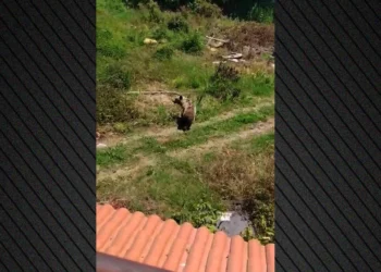 Η αρκούδα του Φούφα συνεχίζει τις βόλτες – Μόνιμη κάτοικος, κινείται ανενόχλητη!