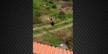 Η αρκούδα του Φούφα συνεχίζει τις βόλτες – Μόνιμη κάτοικος, κινείται ανενόχλητη!