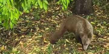 Νεαρή αρκούδα εντός οικισμού στο Νεστόριο (VIDEO)