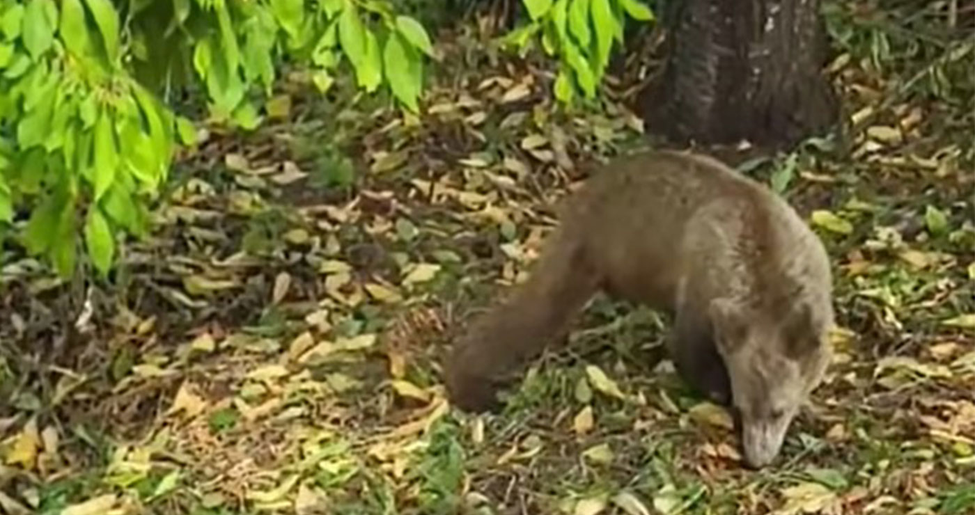 Νεαρή αρκούδα εντός οικισμού στο Νεστόριο (VIDEO)