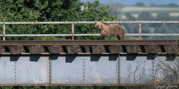 Ο …σταθμάρχης της Πτολεμαΐδας – Φοβερή φωτογραφία του Γιώργου Κωστικίδη!