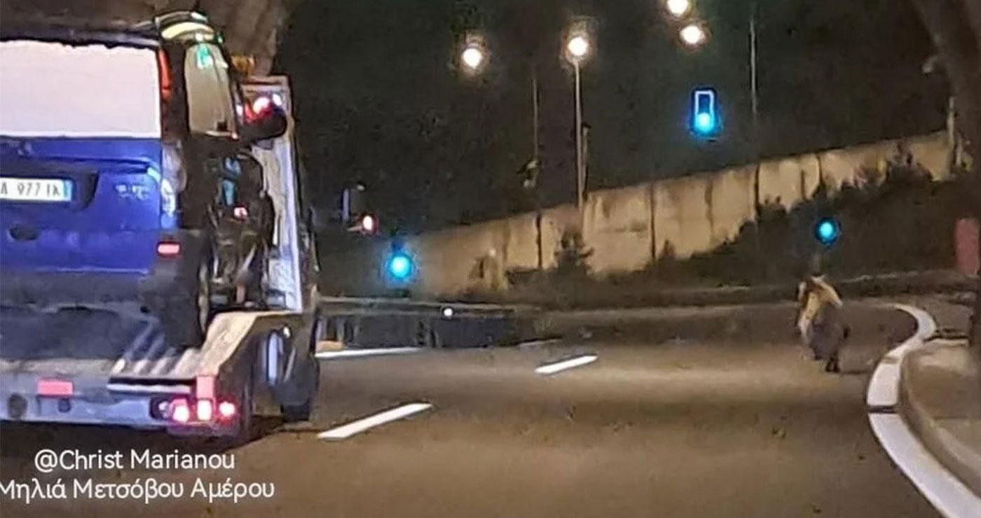 Μέτσοβο: Αρκούδα κάνει βόλτα σε σήραγγα της Εγνατίας