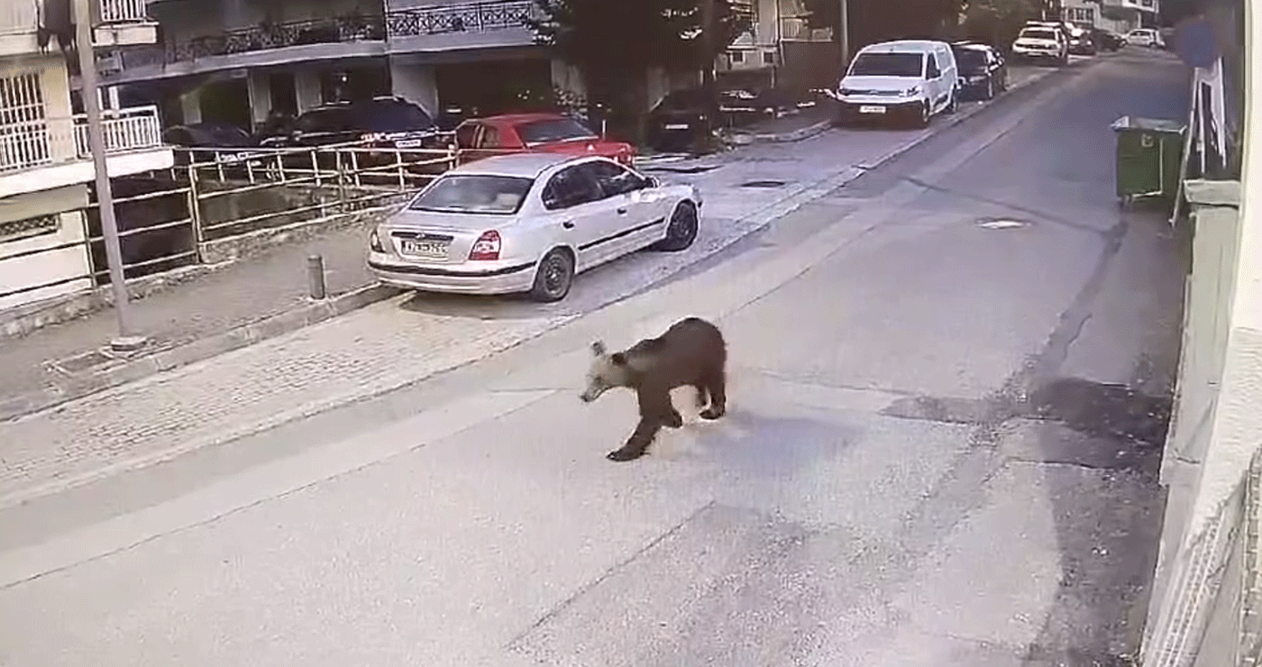 Αρκούδα έκανε την πρωινή της βόλτα στην πόλη των Γρεβενών (Βίντεο)
