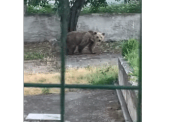 Αρκούδα εισέβαλε σε αυλή σπιτιού στο Φούφα Εορδαίας (Βίντεο)