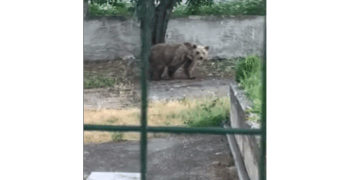 Αρκούδα εισέβαλε σε αυλή σπιτιού στο Φούφα Εορδαίας (Βίντεο)