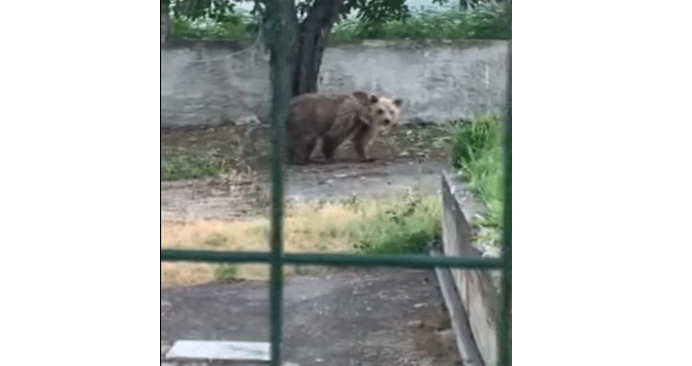 Αρκούδα εισέβαλε σε αυλή σπιτιού στο Φούφα Εορδαίας (Βίντεο)