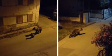 Δήμος Εορδαίας: Τι μέτρα αποφασίστηκε να ληφθούν στην Επιτροπή Διαχείρισης Κρίσεων για τη συχνή παρουσία αρκούδων