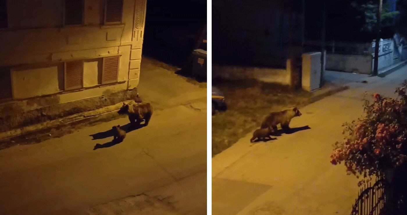 Δήμος Εορδαίας: Τι μέτρα αποφασίστηκε να ληφθούν στην Επιτροπή Διαχείρισης Κρίσεων για τη συχνή παρουσία αρκούδων