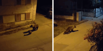 Στα γνωστά λημέρια του Φούφα τριγύρισε χθες το βράδυ η αρκούδα με το μικρό της (Βίντεο)