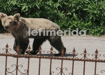 Καστοριά: Αρκούδα «εγκαταστάθηκε» σε αυλή σπιτιού στο Μαυροχώρι -«Μπαινοβγαίνει και τρώει ό,τι βρει»