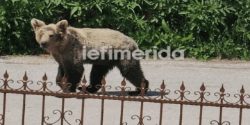 Καστοριά: Αρκούδα «εγκαταστάθηκε» σε αυλή σπιτιού στο Μαυροχώρι -«Μπαινοβγαίνει και τρώει ό,τι βρει»