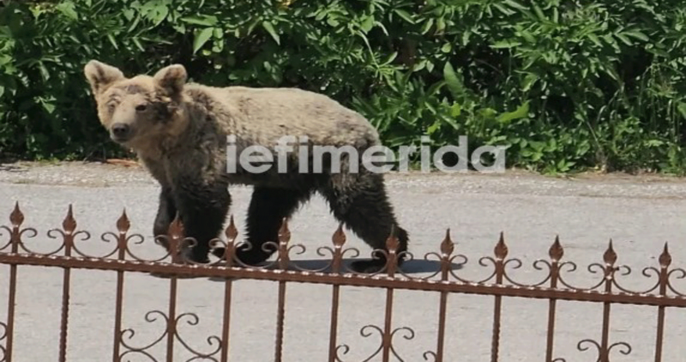 Καστοριά: Αρκούδα «εγκαταστάθηκε» σε αυλή σπιτιού στο Μαυροχώρι -«Μπαινοβγαίνει και τρώει ό,τι βρει»
