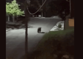 Αρκούδα εθεάθη στη Νέα Χαραυγή Κοζάνης – Η Κοινότητα εφιστά την προσοχή