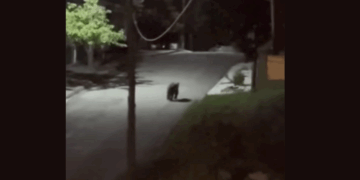 Αρκούδα εθεάθη στη Νέα Χαραυγή Κοζάνης – Η Κοινότητα εφιστά την προσοχή