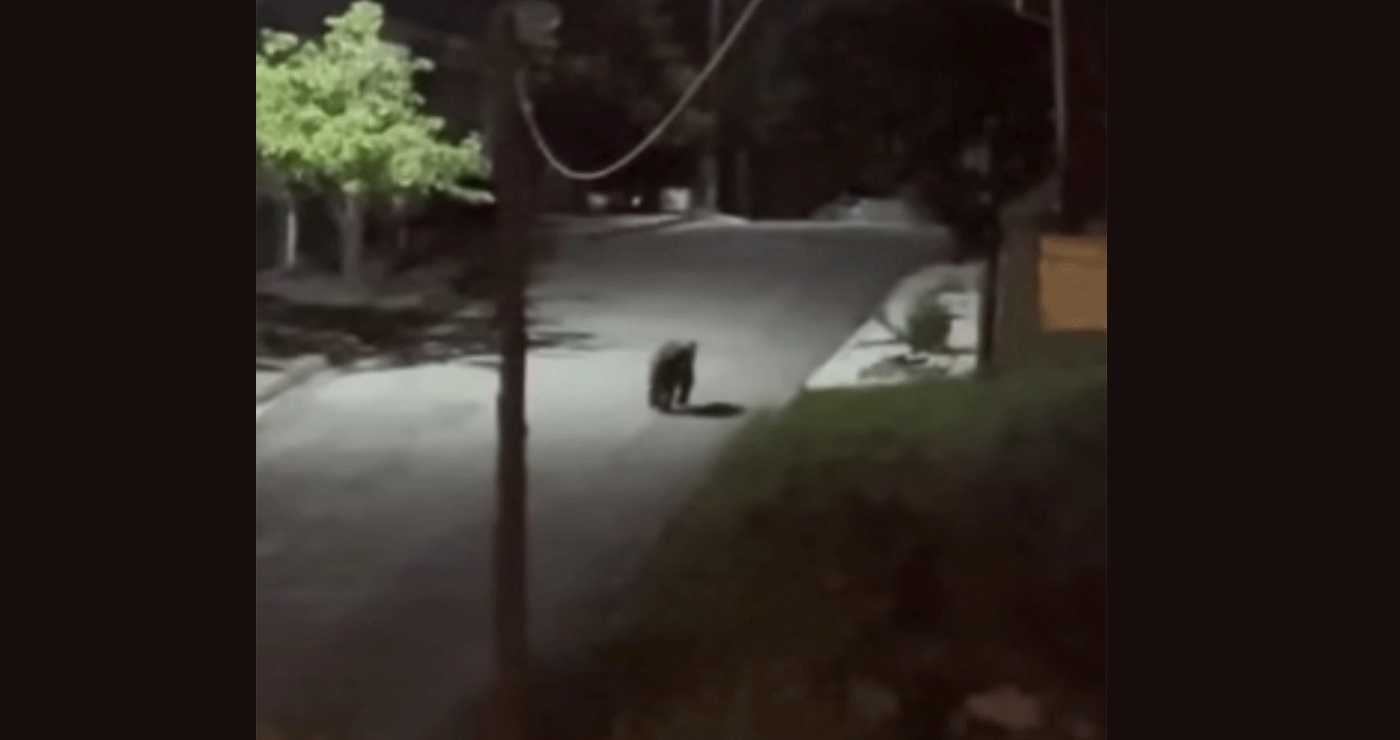 Αρκούδα εθεάθη στη Νέα Χαραυγή Κοζάνης – Η Κοινότητα εφιστά την προσοχή