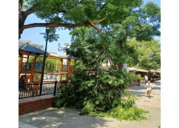 Κλαδί δέντρου έσπασε από τον αέρα και έπεσε δίπλα στην παιδική χαρά στην Πλατεία Πτολεμαΐδας (Βίντεο)