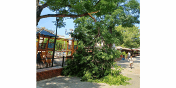 Κλαδί δέντρου έσπασε από τον αέρα και έπεσε δίπλα στην παιδική χαρά στην Πλατεία Πτολεμαΐδας (Βίντεο)