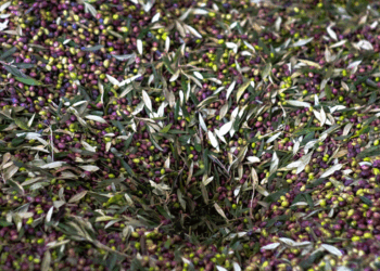 Σκάνδαλο ΟΠΕΚΕΠΕ: Γέμισαν… αγριελιές τα βουνά της Δυτικής Μακεδονίας!