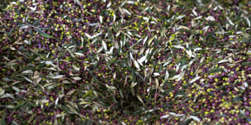 Σκάνδαλο ΟΠΕΚΕΠΕ: Γέμισαν… αγριελιές τα βουνά της Δυτικής Μακεδονίας!