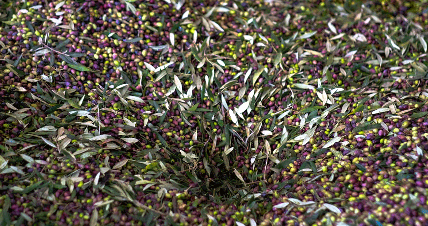 Σκάνδαλο ΟΠΕΚΕΠΕ: Γέμισαν… αγριελιές τα βουνά της Δυτικής Μακεδονίας!