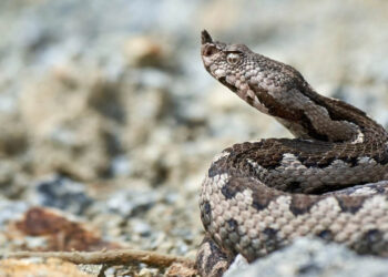 Σοκ στην Εύβοια: Οχιά δάγκωσε 40χρονο – Εισήχθη στην εντατική