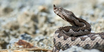 Σοκ στην Εύβοια: Οχιά δάγκωσε 40χρονο – Εισήχθη στην εντατική