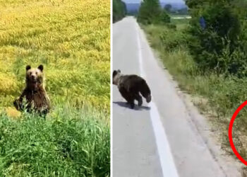 Νέα εμφάνιση της αρκούδας και του μωρού της έξω από τον Φούφα Εορδαίας – Δείτε βίντεο