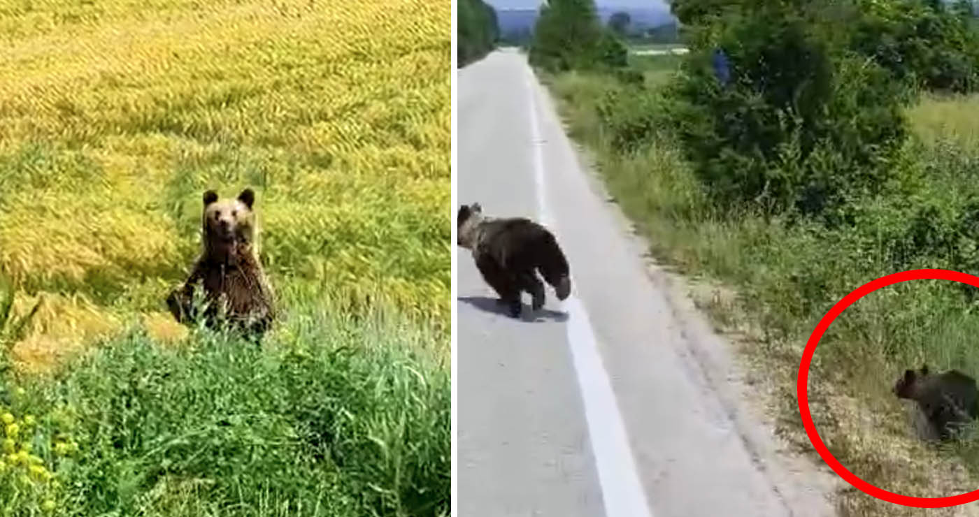 Νέα εμφάνιση της αρκούδας και του μωρού της έξω από τον Φούφα Εορδαίας – Δείτε βίντεο