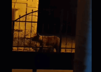 Νέα εμφάνιση μαμάς αρκούδας με αρκουδάκι στο Φούφα Εορδαίας (Βίντεο)