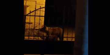 Νέα εμφάνιση μαμάς αρκούδας με αρκουδάκι στο Φούφα Εορδαίας (Βίντεο)