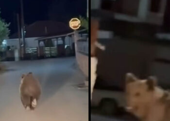 Ακάθεκτη συνεχίζει τις βόλτες μέσα στο Φούφα Εορδαίας η αρκούδα – Δείτε το νέο βίντεο