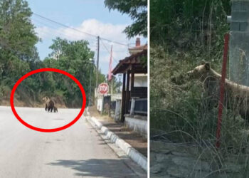 Αρκούδα με το μικρό της κυκλοφορεί στο Φούφα Εορδαίας – Αναστάτωση στους κατοίκους