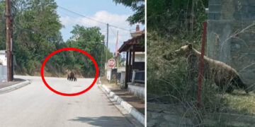 Αρκούδα με το μικρό της κυκλοφορεί στο Φούφα Εορδαίας – Αναστάτωση στους κατοίκους