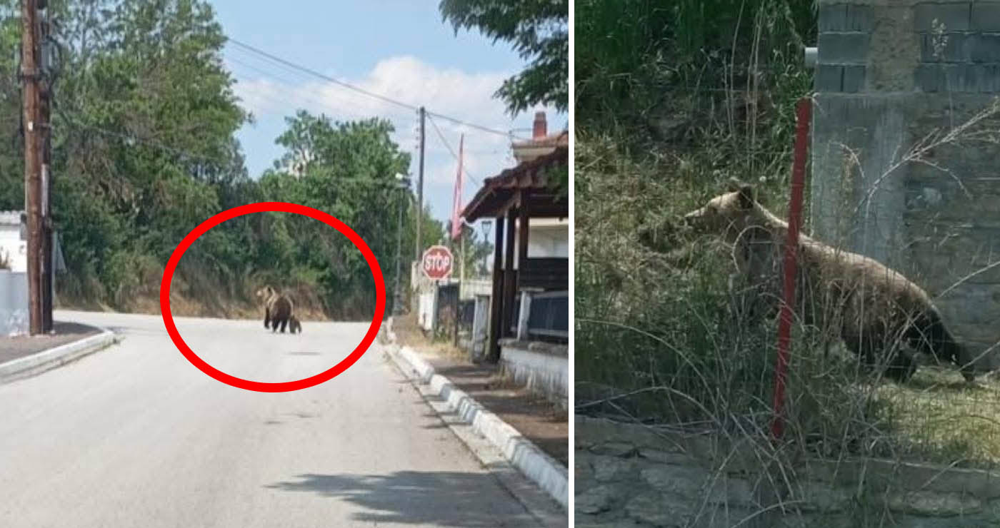 Αρκούδα με το μικρό της κυκλοφορεί στο Φούφα Εορδαίας – Αναστάτωση στους κατοίκους