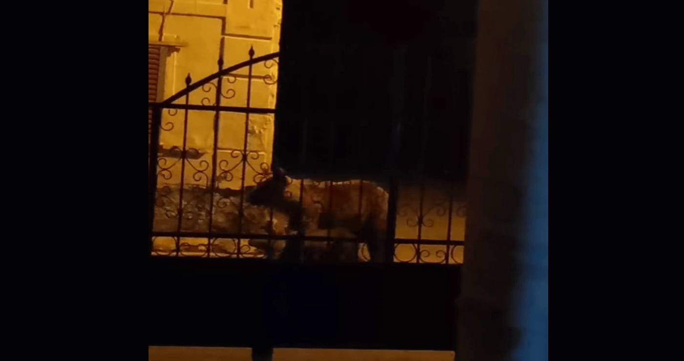 Νέα εμφάνιση μαμάς αρκούδας με αρκουδάκι στο Φούφα Εορδαίας (Βίντεο)