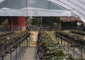 Φλώρινα: Προσπάθειες για επιστροφή της καλλιέργειας φράουλας στην περιοχή