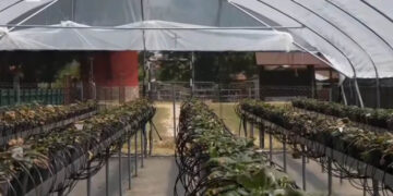 Φλώρινα: Προσπάθειες για επιστροφή της καλλιέργειας φράουλας στην περιοχή