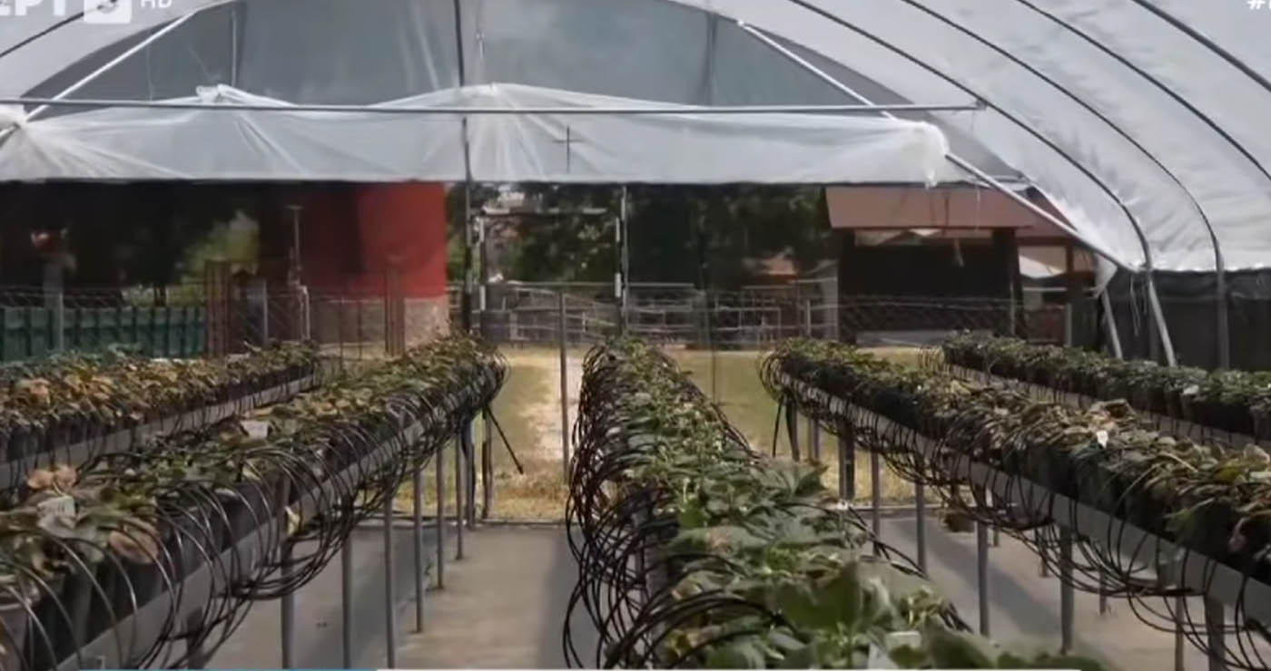 Φλώρινα: Προσπάθειες για επιστροφή της καλλιέργειας φράουλας στην περιοχή